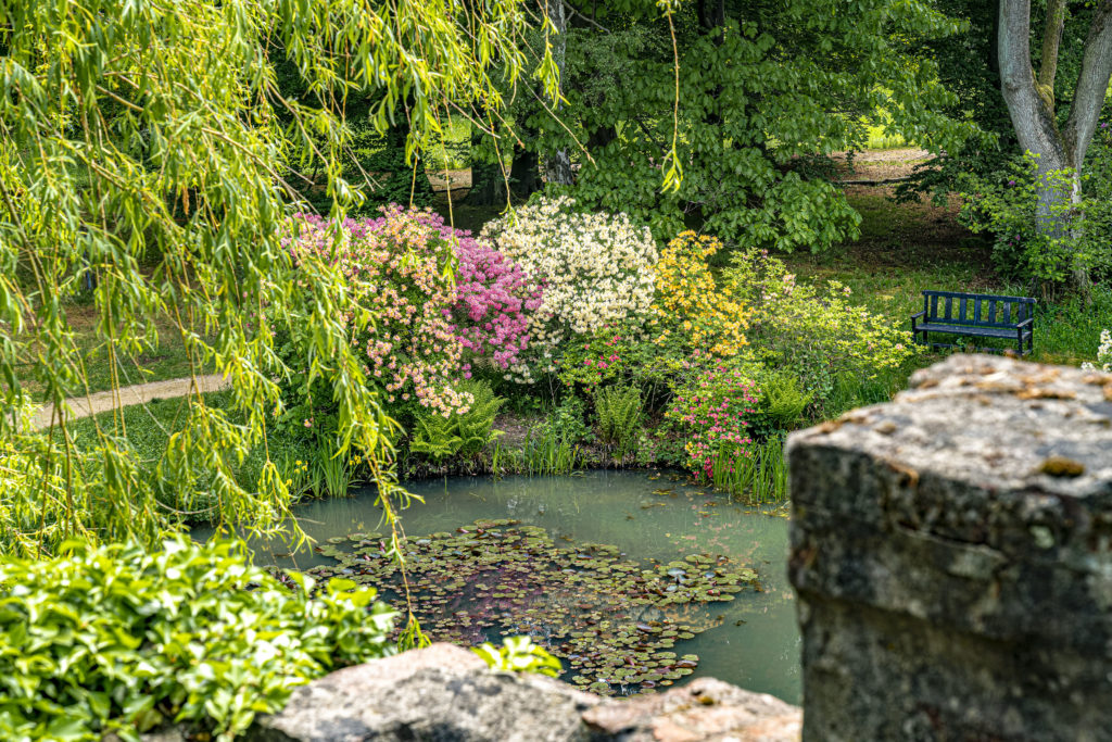 Rhododendronblüte Foto Rüdiger Katterwe Breidings Garten